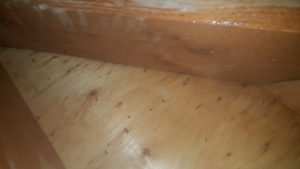 Level 3 Mould Remediation – Attic roof decking