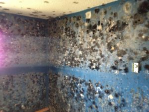 Toronto mould removal