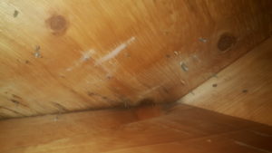 Level 3 Mould Remediation – Attic roof decking
