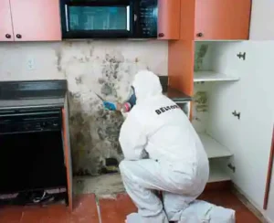 inspecting-kitchen-mold-damage